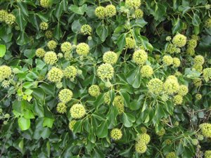 Ivy in Flower