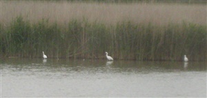 Little Egrets