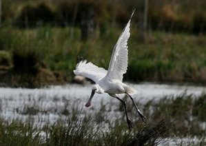 Spoonbill