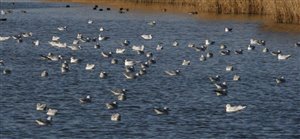 Wetland Birds