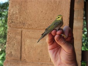 Wood warbler fitted with radio tag