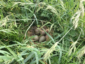 Curlew nest by Kirsty Brannan (RSPB)