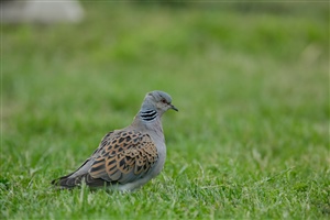 Turtle Dove by Andy Hay (rspb-images.com)