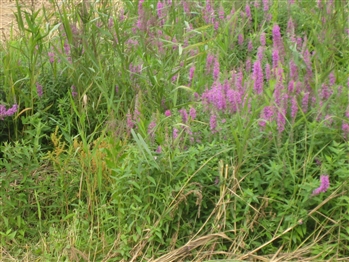 Golden Dock and Purple Loosestrife 