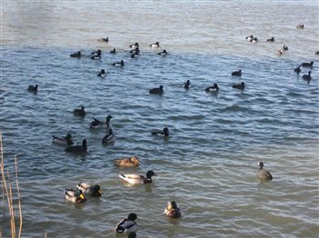 Radipole Lake Ducks