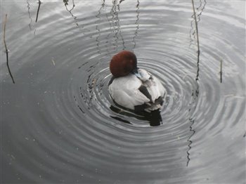 Pochard