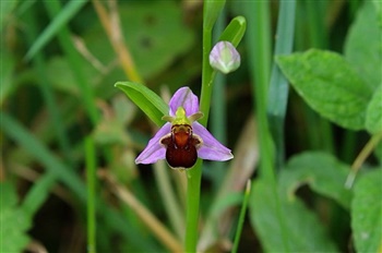 Ophrys apifera var atrofuscus 