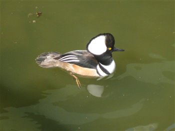 Hooded Merganser