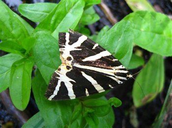 Jersey Tiger Moth