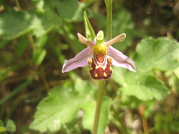 Typical Bee Orchid