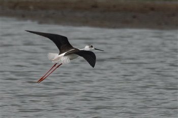 Black Winged Stilt in Flight