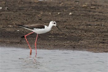 Black Winged Stilt