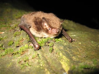 Daubenton's Bat 