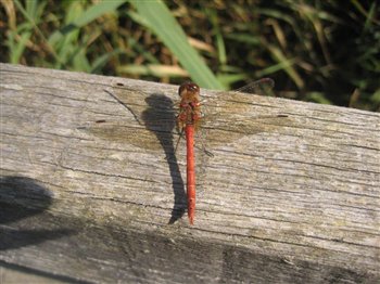 Common Red Darter