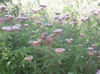 Hemp Agrimony