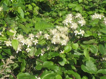 Clematis