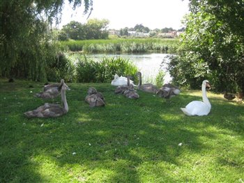 Mute Swans and Cygnets
