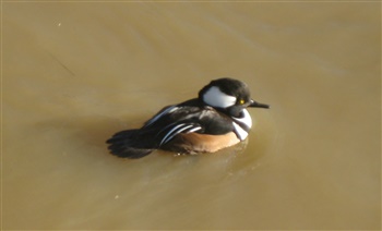 Hooded Merganser