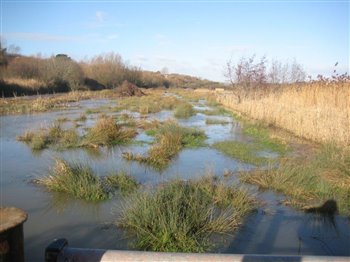 Flooded Winter Trail