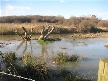 Flooded River Bank