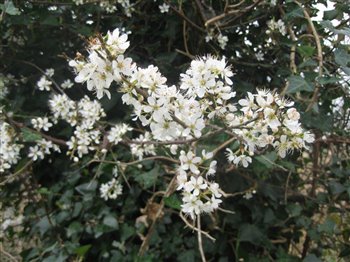 Blackthorn in Flower