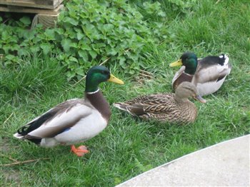 Mallards