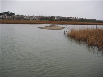 Radipole Lake Island