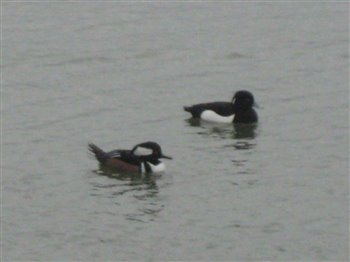 Hooded Merganser and Tufted Duck