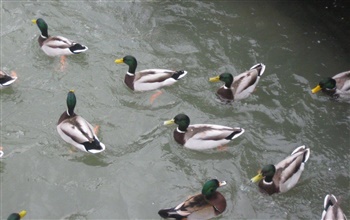 Mallards