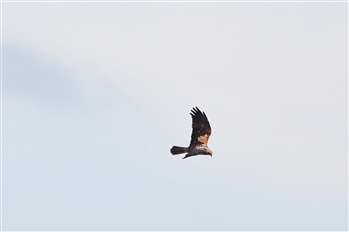 Female Marsh Harrier