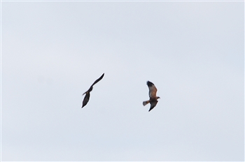 Marsh Harriers over Radipole Lake