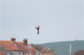 Male Marsh Harrier