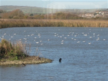 Mediterranean Gulls