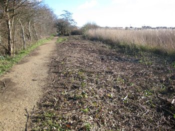 Scrub Clearance