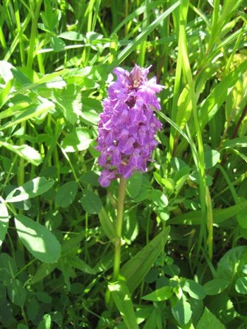 Southern Marsh Orchid