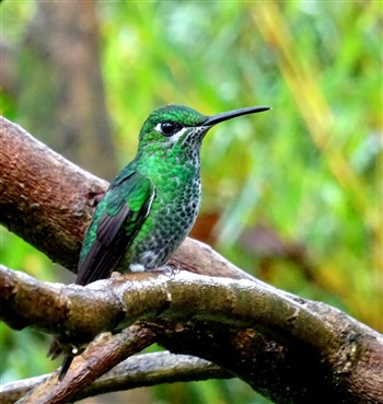  green-crowned brilliant (G Morgan)