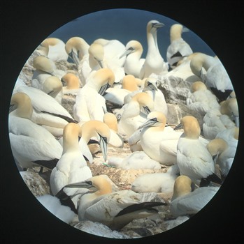 Gannets through the telescope - L Morgan