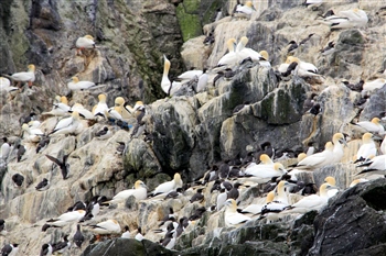 Northern Gannets and Common Guillemots - Grassholm Island