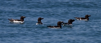  Razorbills (P Ramsey)