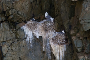  Kittiwakes (P Ramsey)