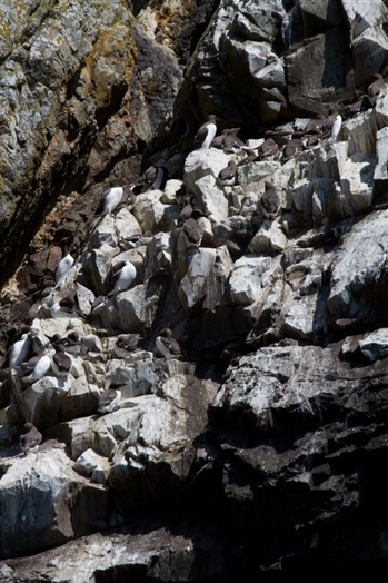  Guillemots (P Ramsey)