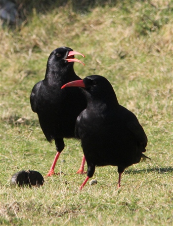 chough on Ramsey (G Morgan)