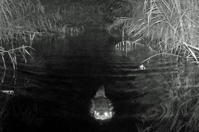 Otter on Radipole Lake