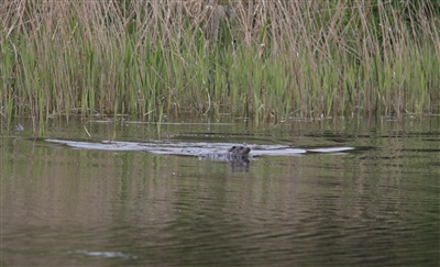 Otter on Radipole Lake