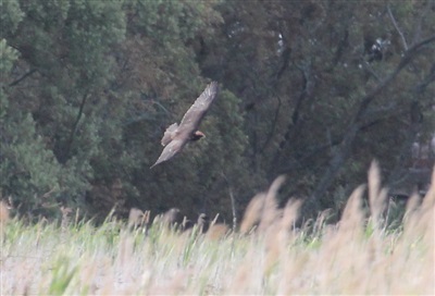 Juvenile Marsh Harrier 2011