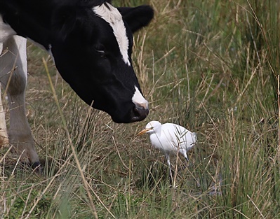 Cattle Egret with Cattle