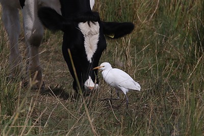 Cattle Egret with Cattle 
