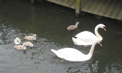 Swans and Cygnets