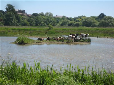 Cattle on  Island 