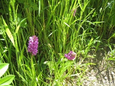 Southern Marsh Orchids